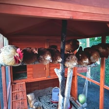 Chickens resting on a perch inside a henhouse