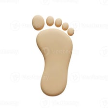 A human foot showing its five toes