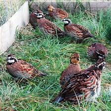 Several quail gathered on the ground