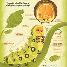 An educational illustration showing a pupa inside a cocoon.