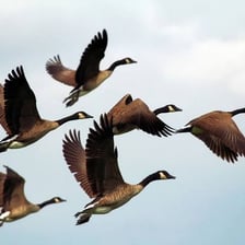 A flock of birds flying together in formation.