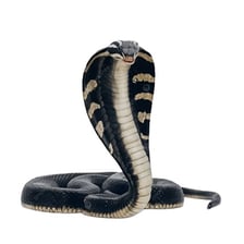 A cobra displaying its hood and fangs.
