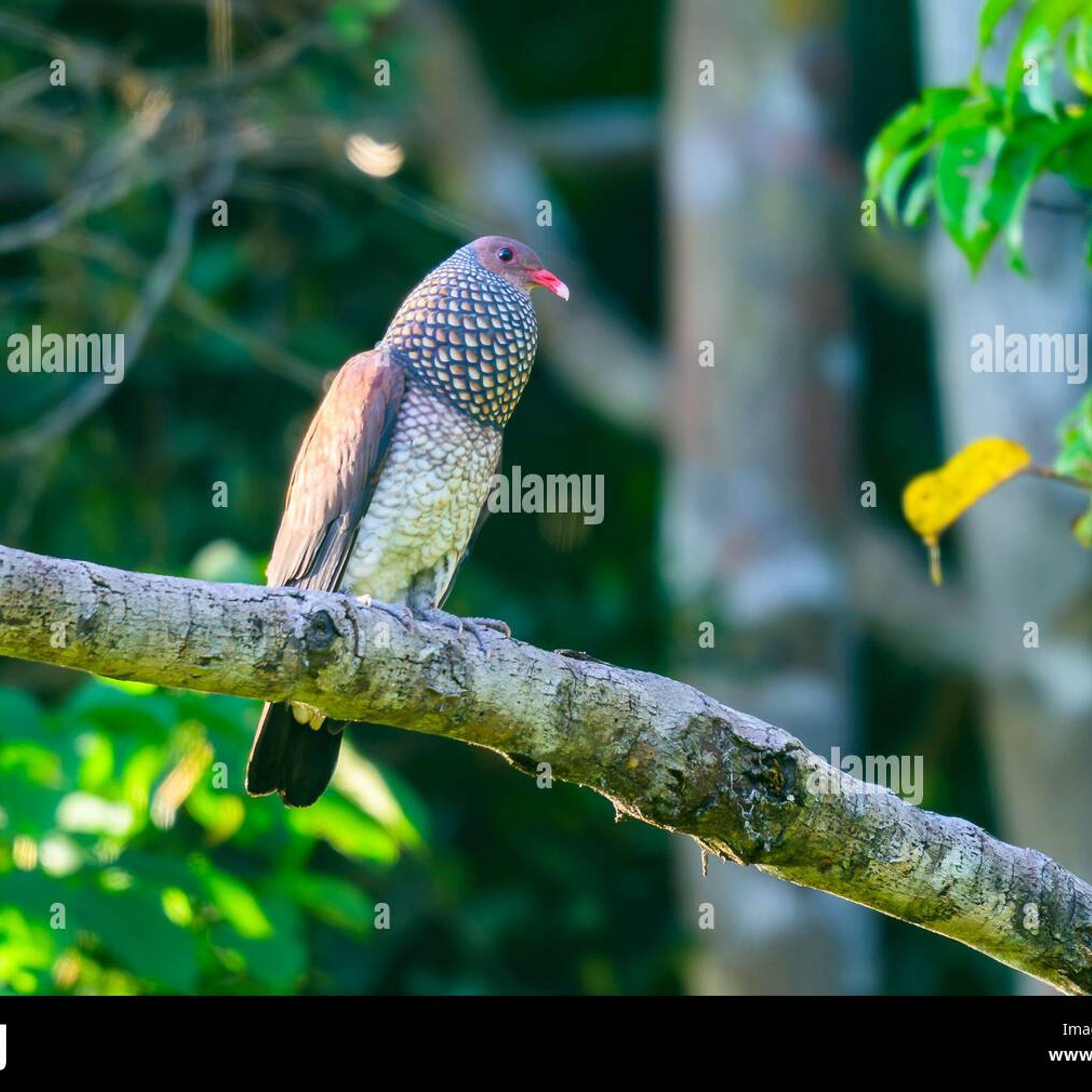 Mini Frisk Pigeon's murmurs — Daily Themed Crossword Answer