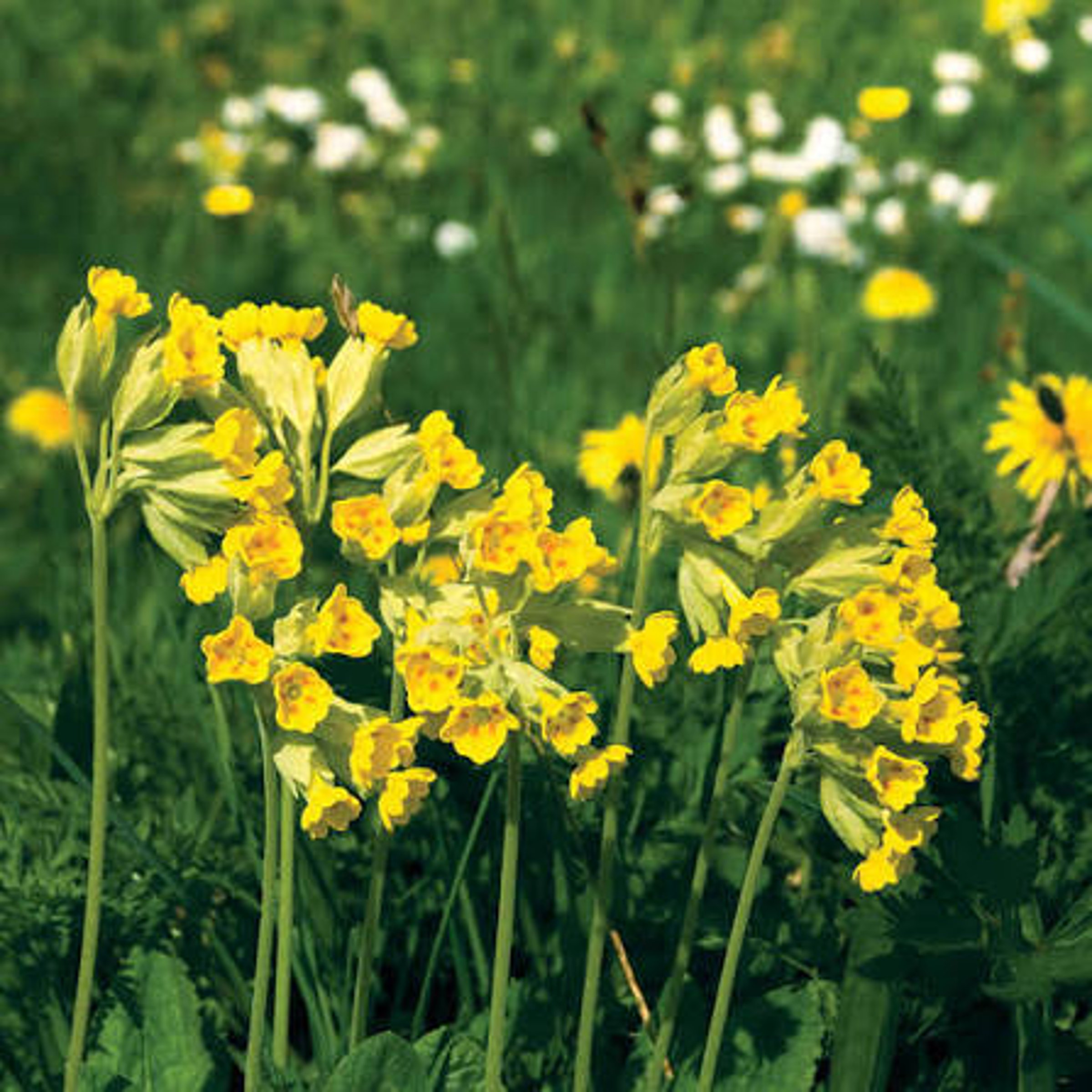 yellow-meadow-flowers-whoopsadaisy-8-guardian-quick-crossword-answer