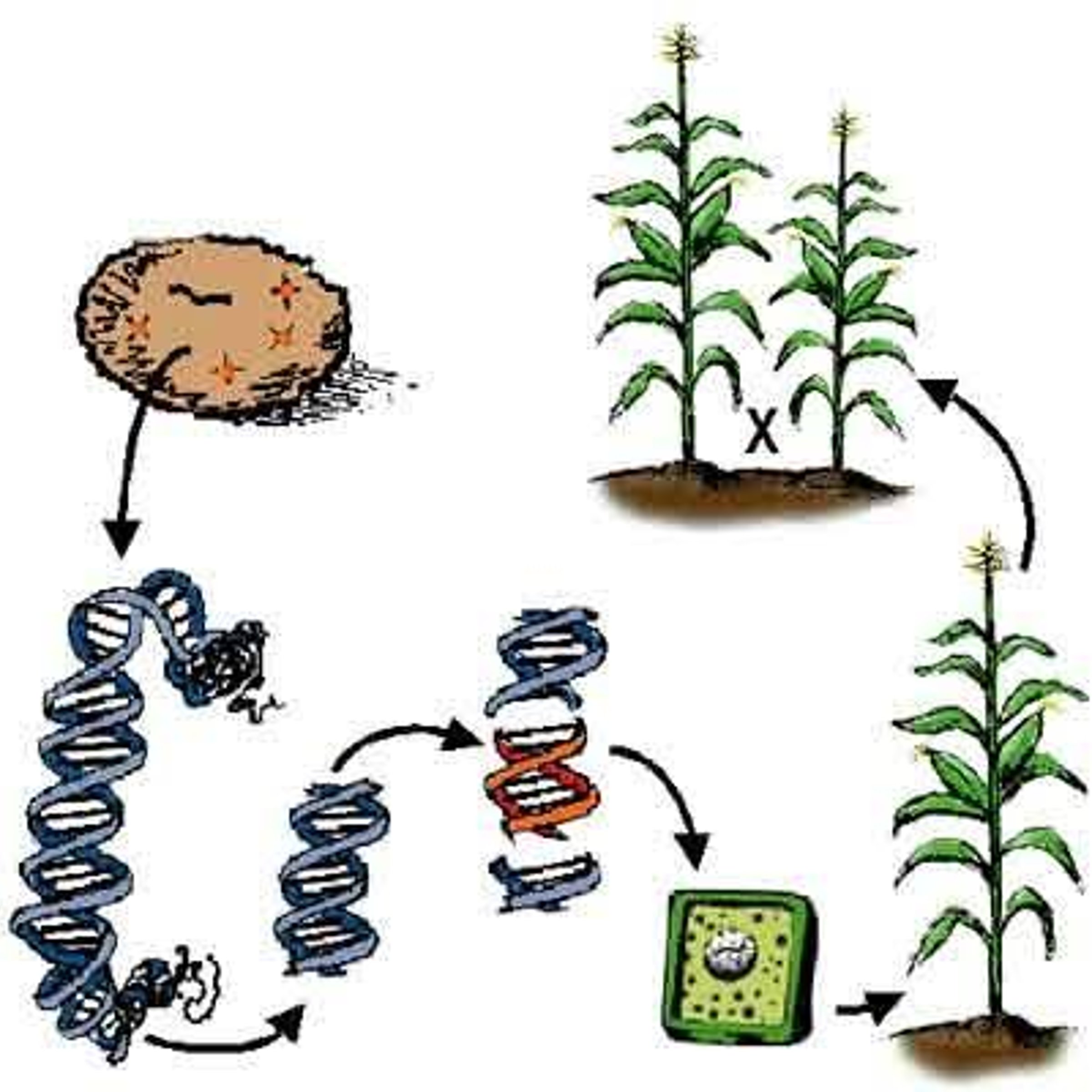 Bioengineering letters — LA Times Crossword Answer