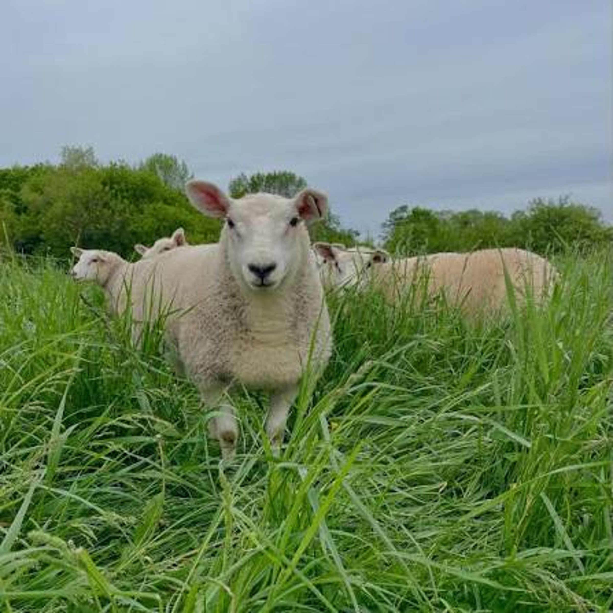 Sheepish sort? — LA Times Crossword Answer