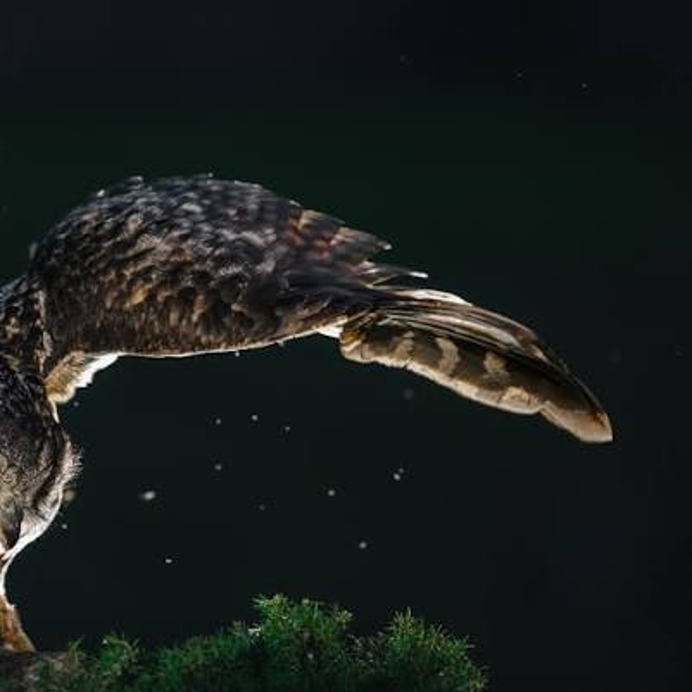 Nocturnal bird of prey — LA Times Crossword Answer
