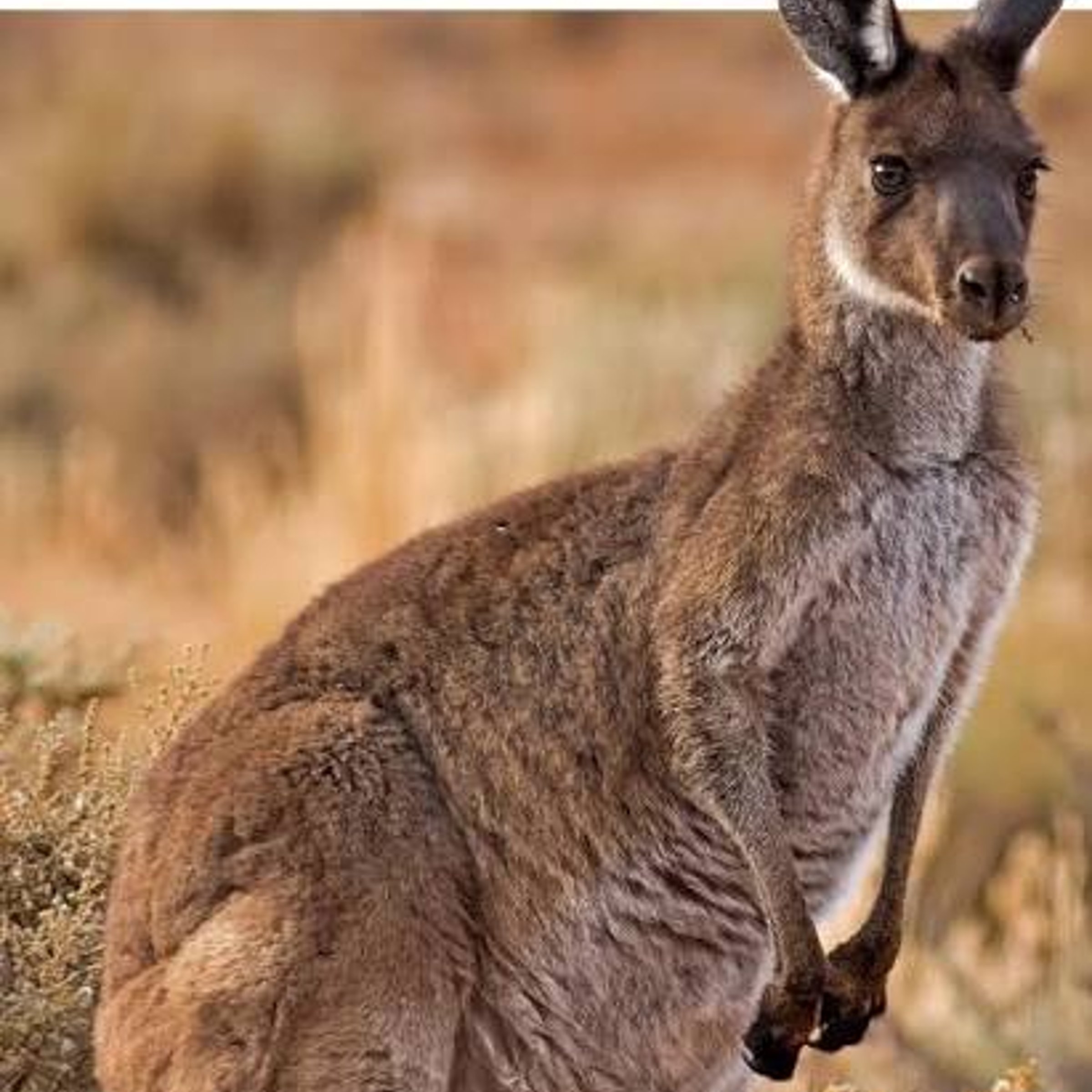 Animal from Down Under, for short — NYT Midi Crossword Answer