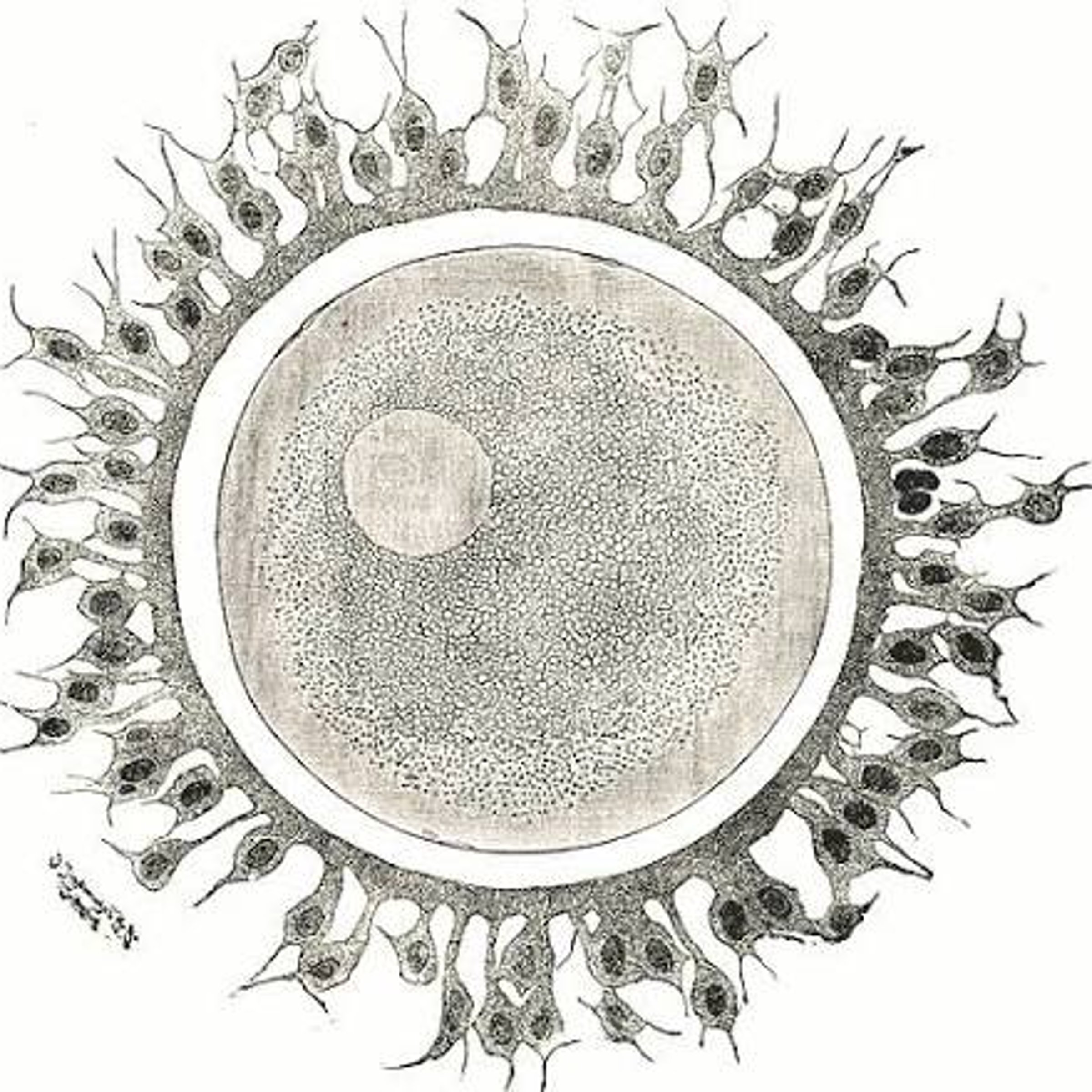 Reproductive cells — NYT Midi Crossword Answer