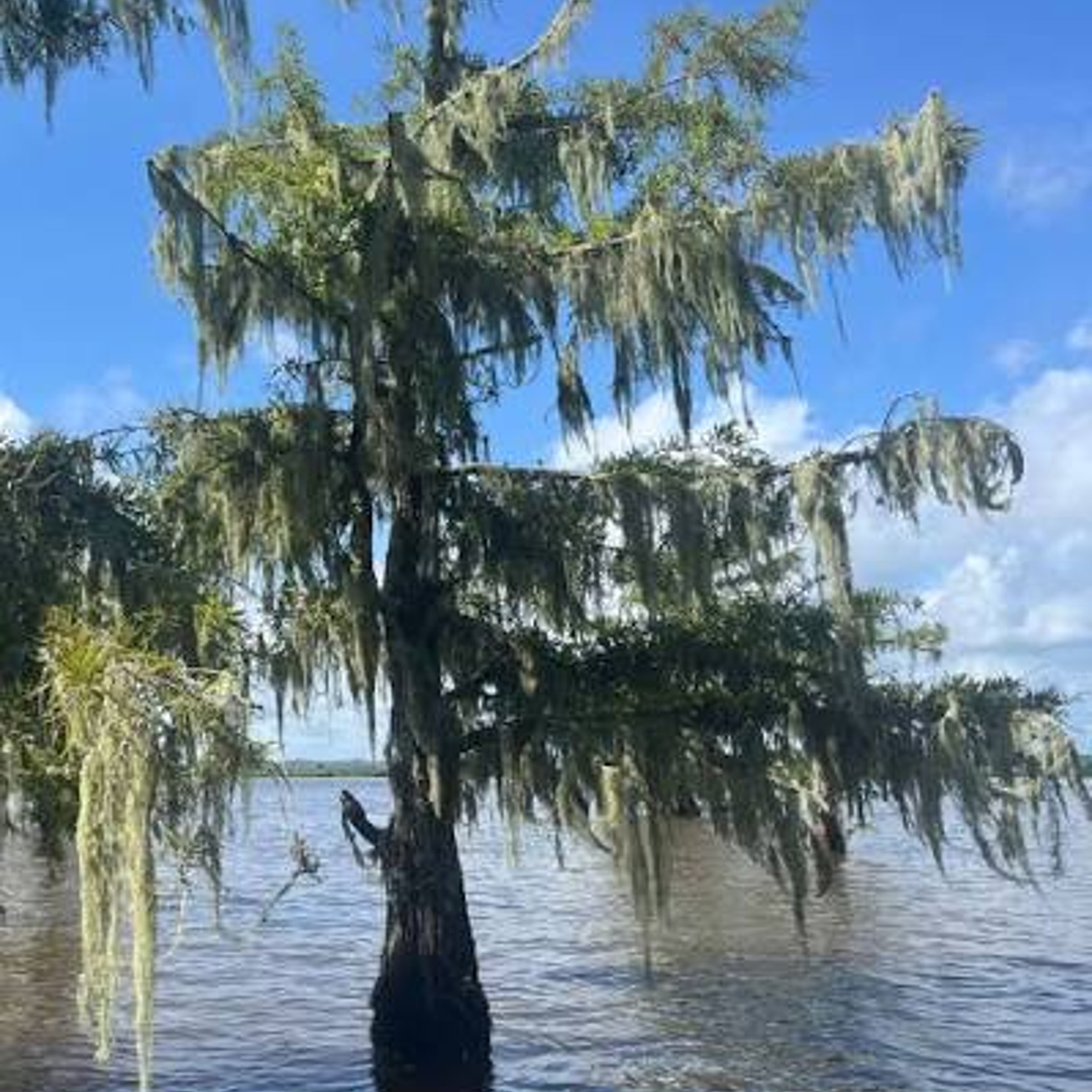 Spanish ___, plant that hangs from cypress trees — NYT Mini Crossword ...