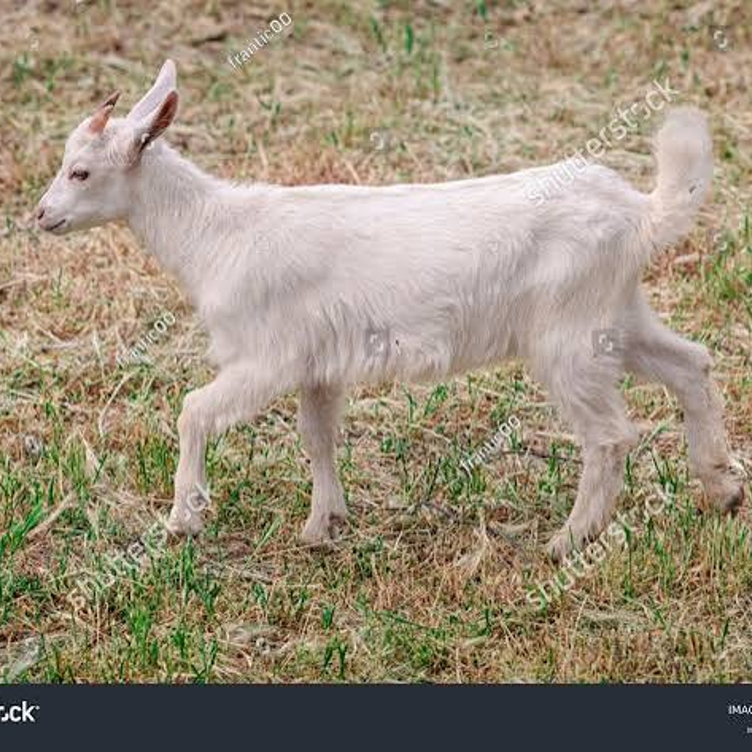 Goat's bleat — NYT Crossword Answer