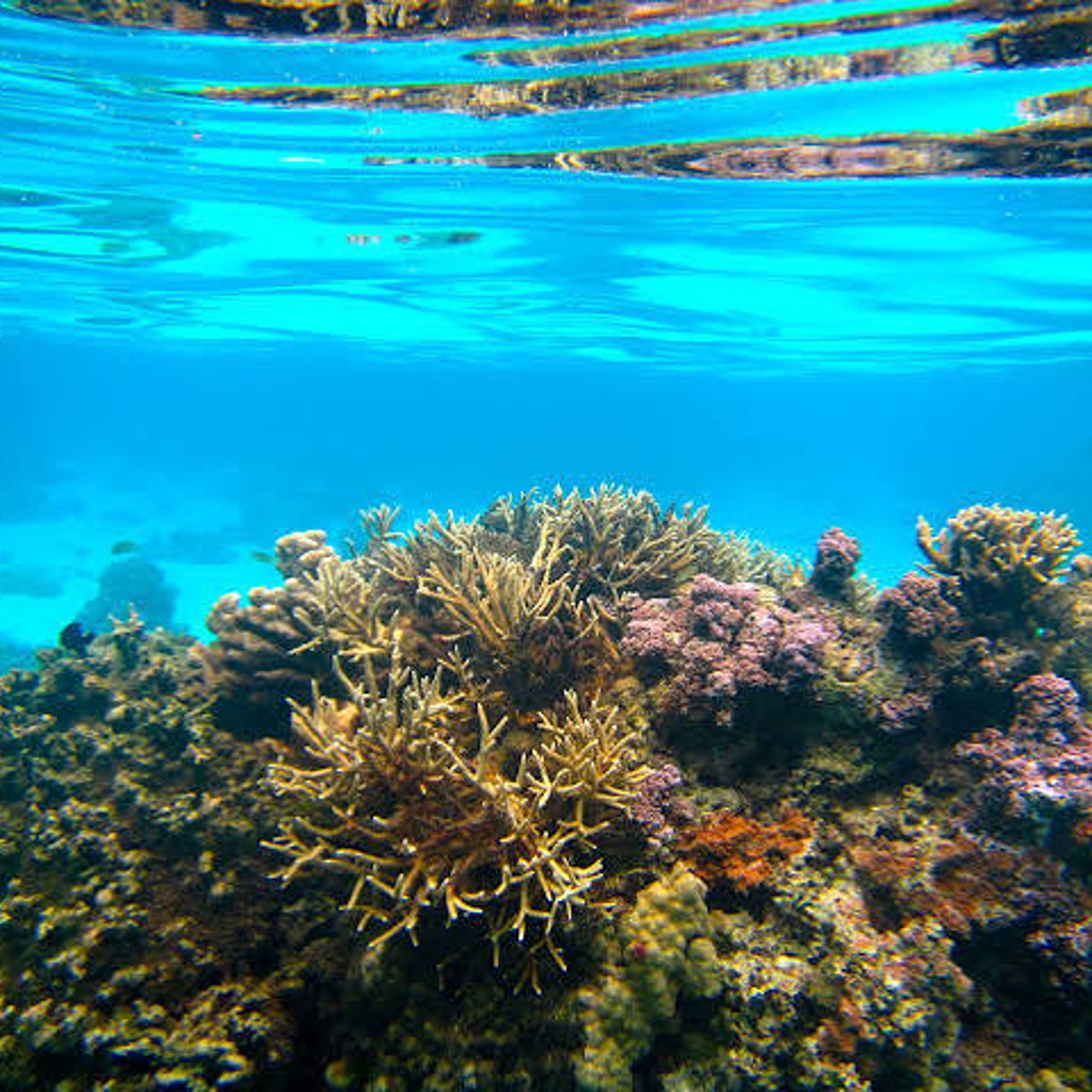 Part of many a shallow-water ecosystem — NYT Crossword Answer