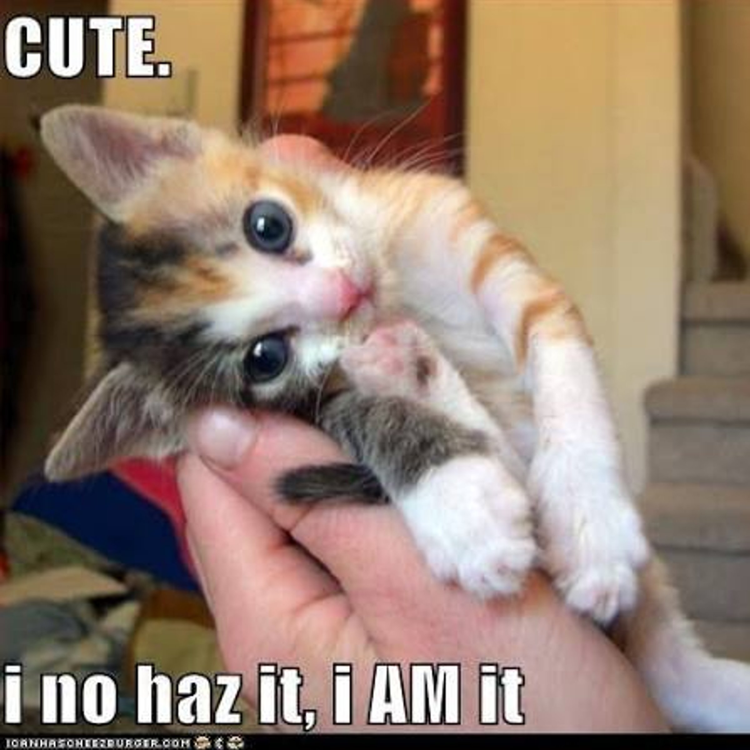 Internet meme feline — NYT Crossword Answer