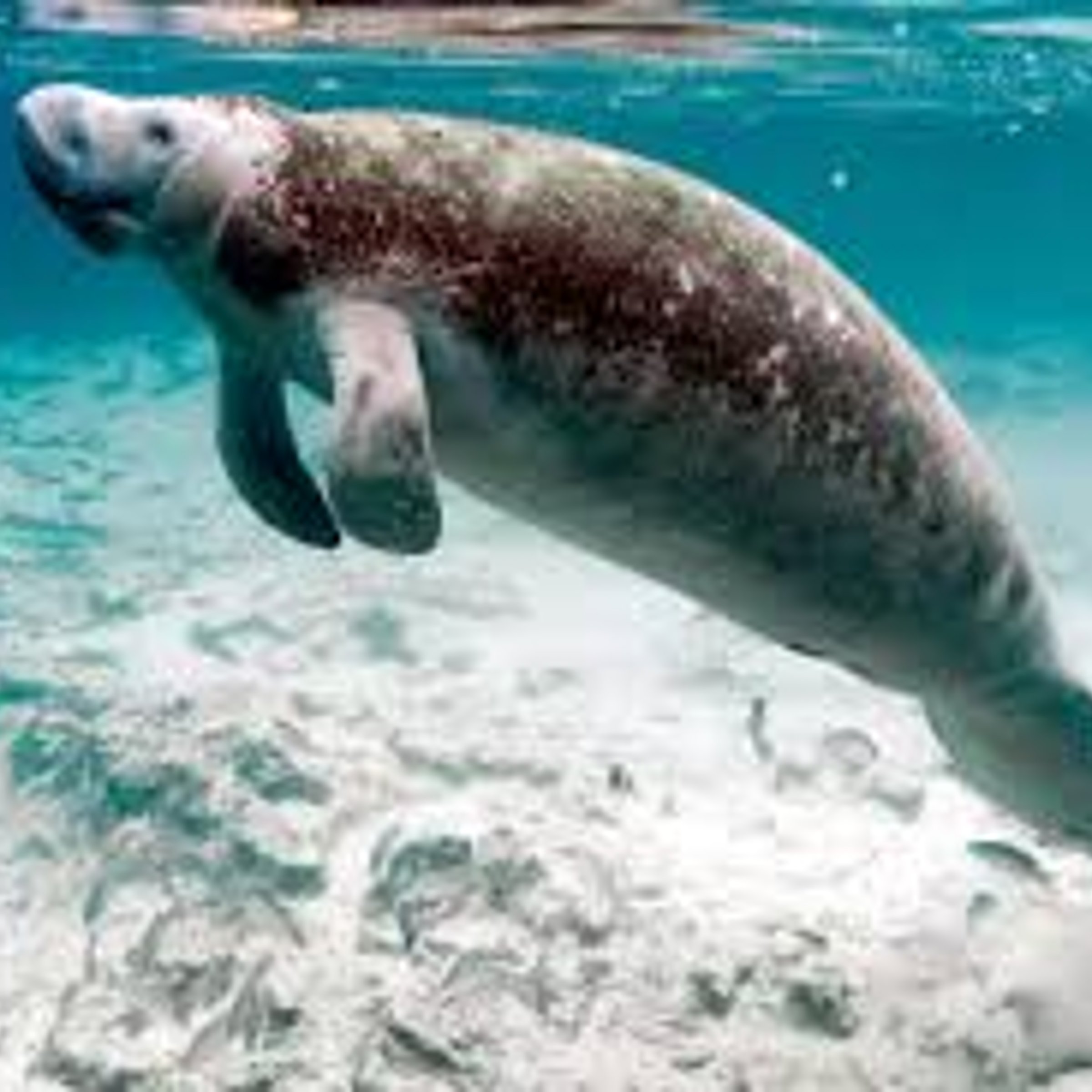 Sea cow — NYT Crossword Answer