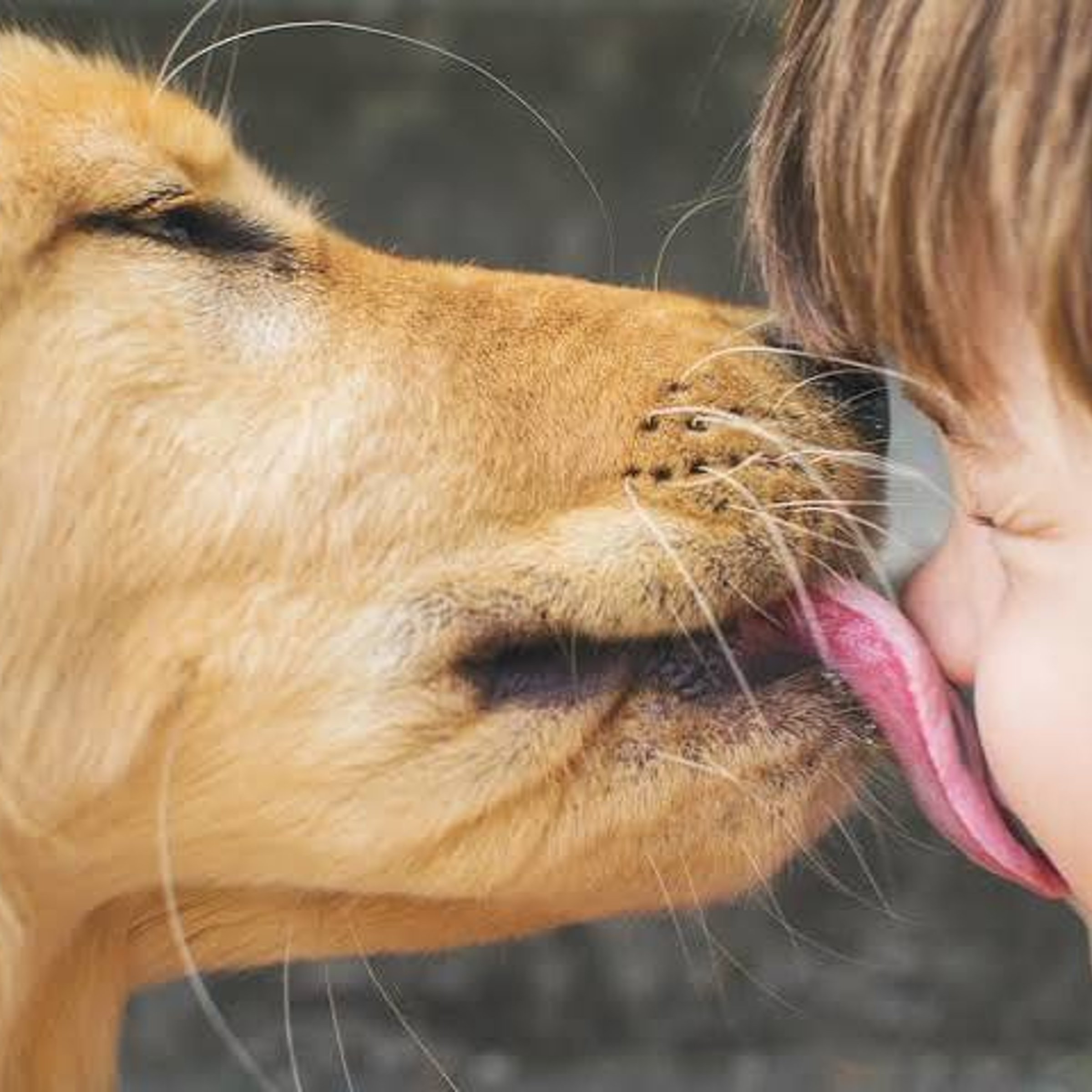Like some dog kisses — NYT Crossword Answer