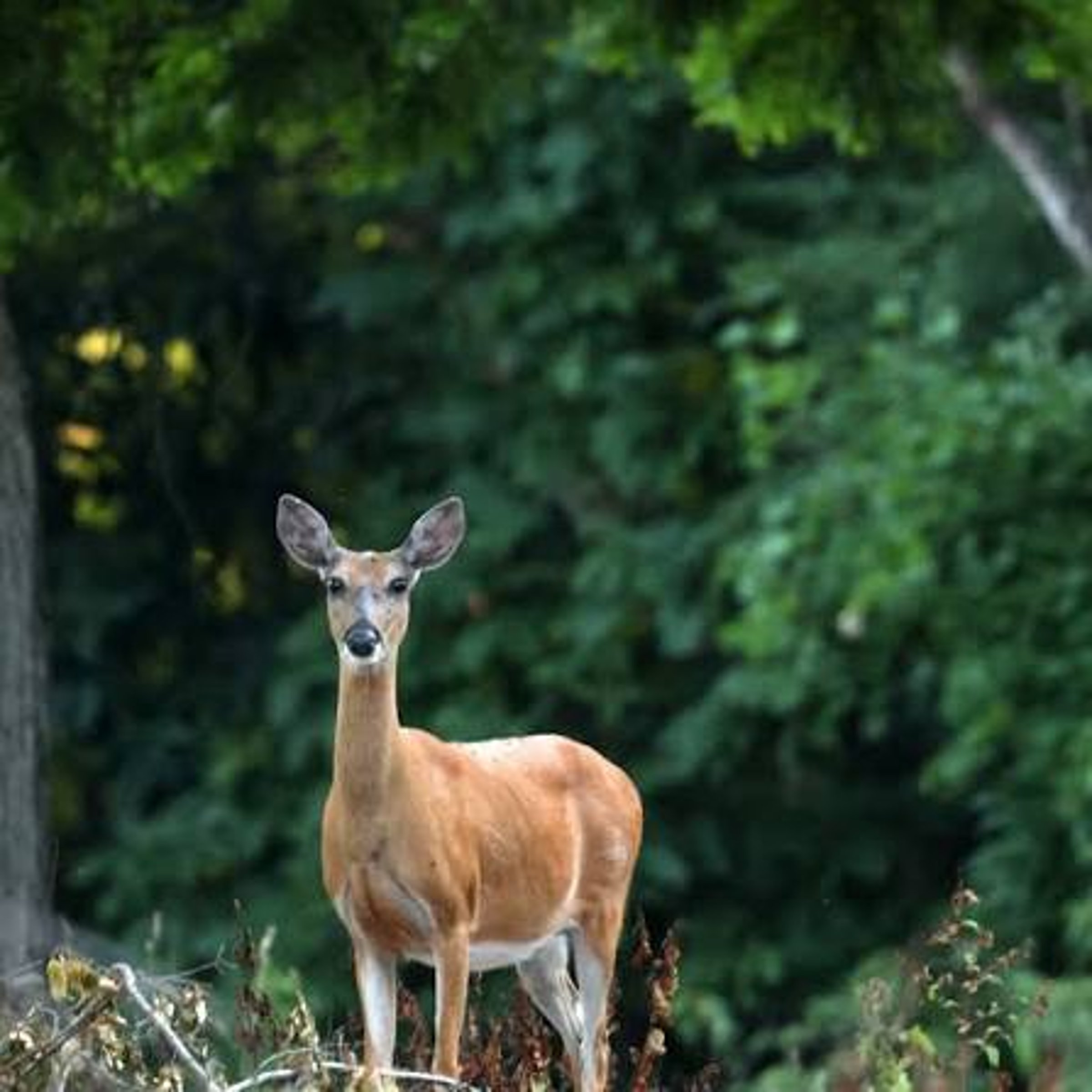 Female rabbit or deer — Telegraph Mini Crossword Answer