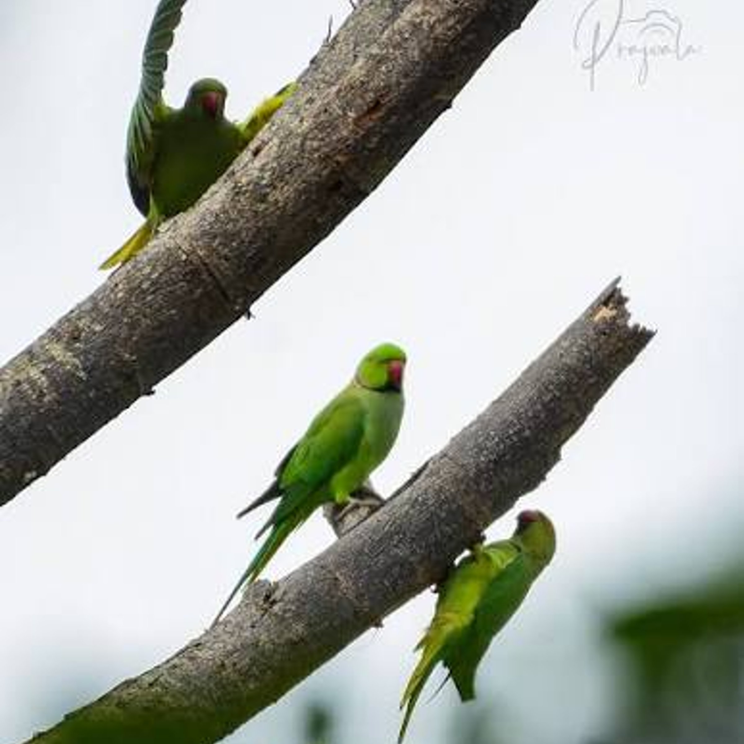 A garden tool grabbed by pet bird — Times Quick Cryptic Crossword Answer