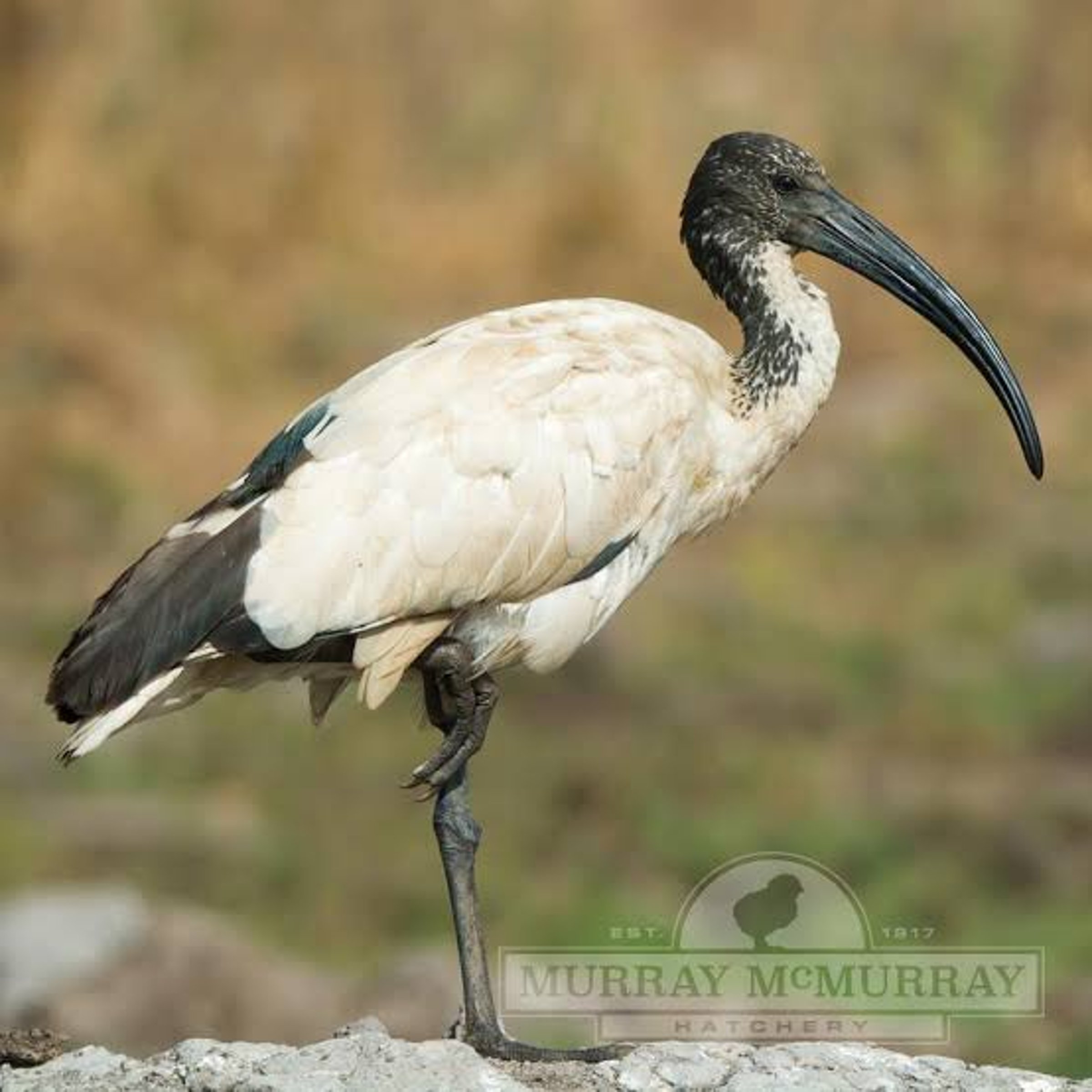 Sacred Egyptian bird — USA Today Crossword Answer