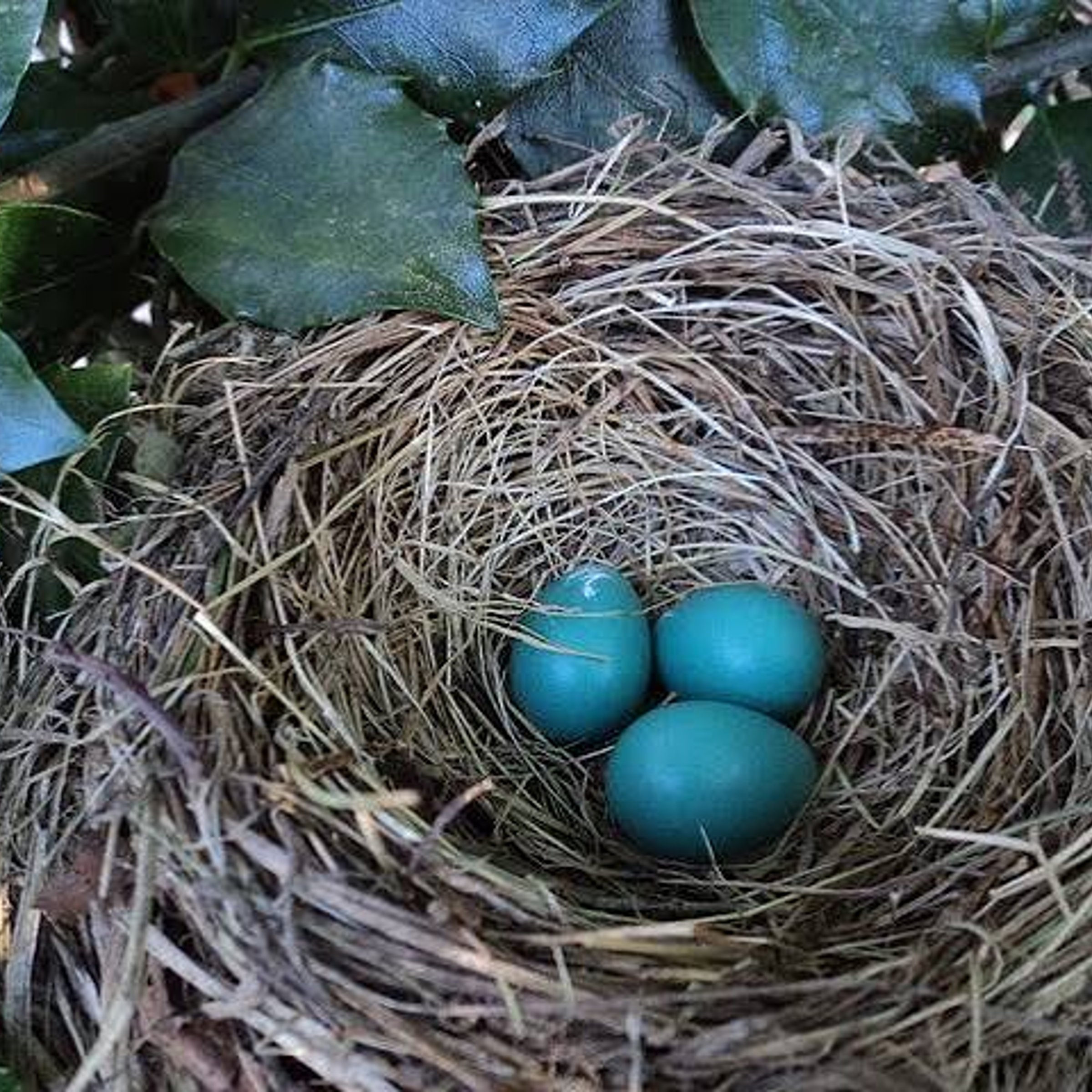 Where egg mimicry make take place — USA Today Crossword Answer