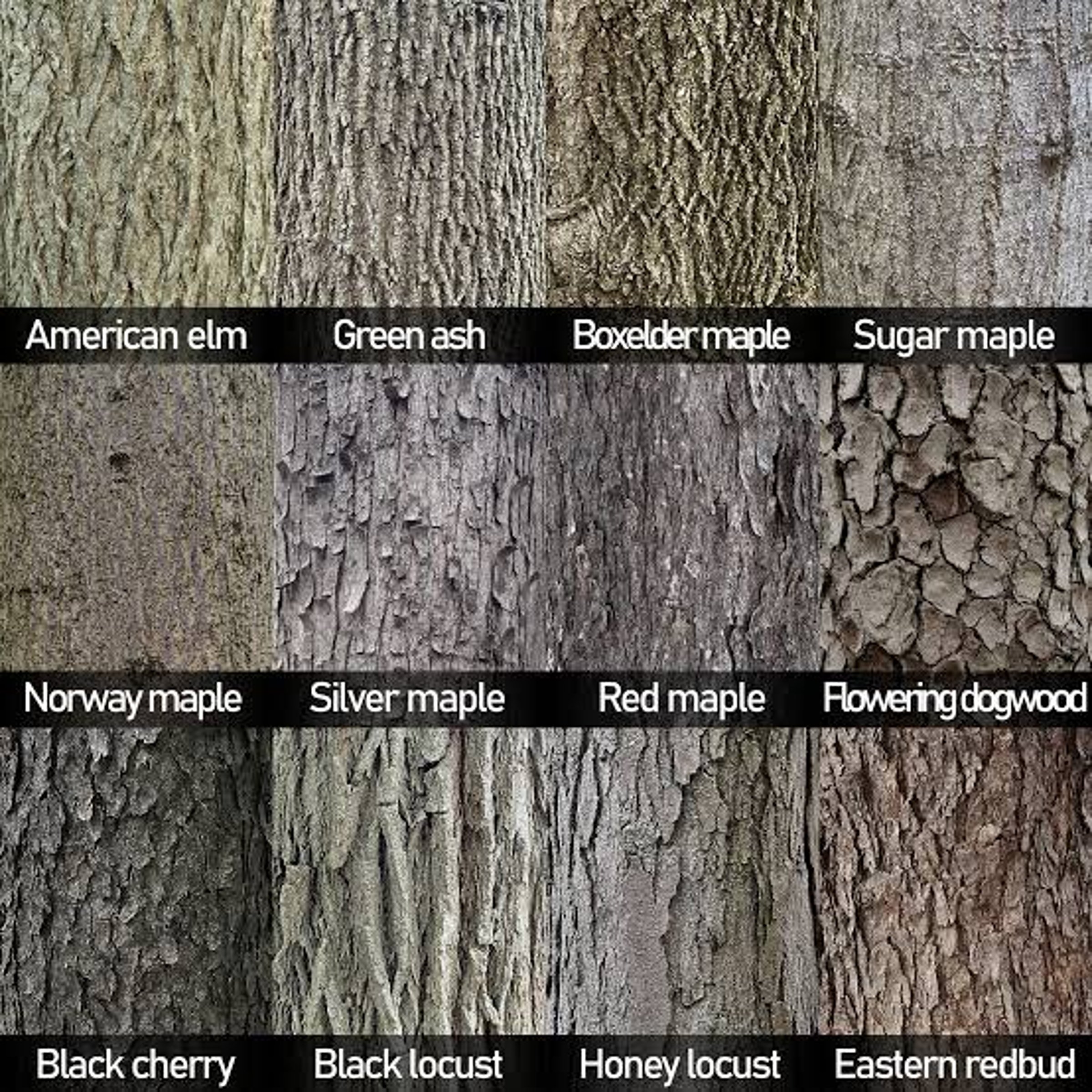 Oak or elm — USA Today Crossword Answer