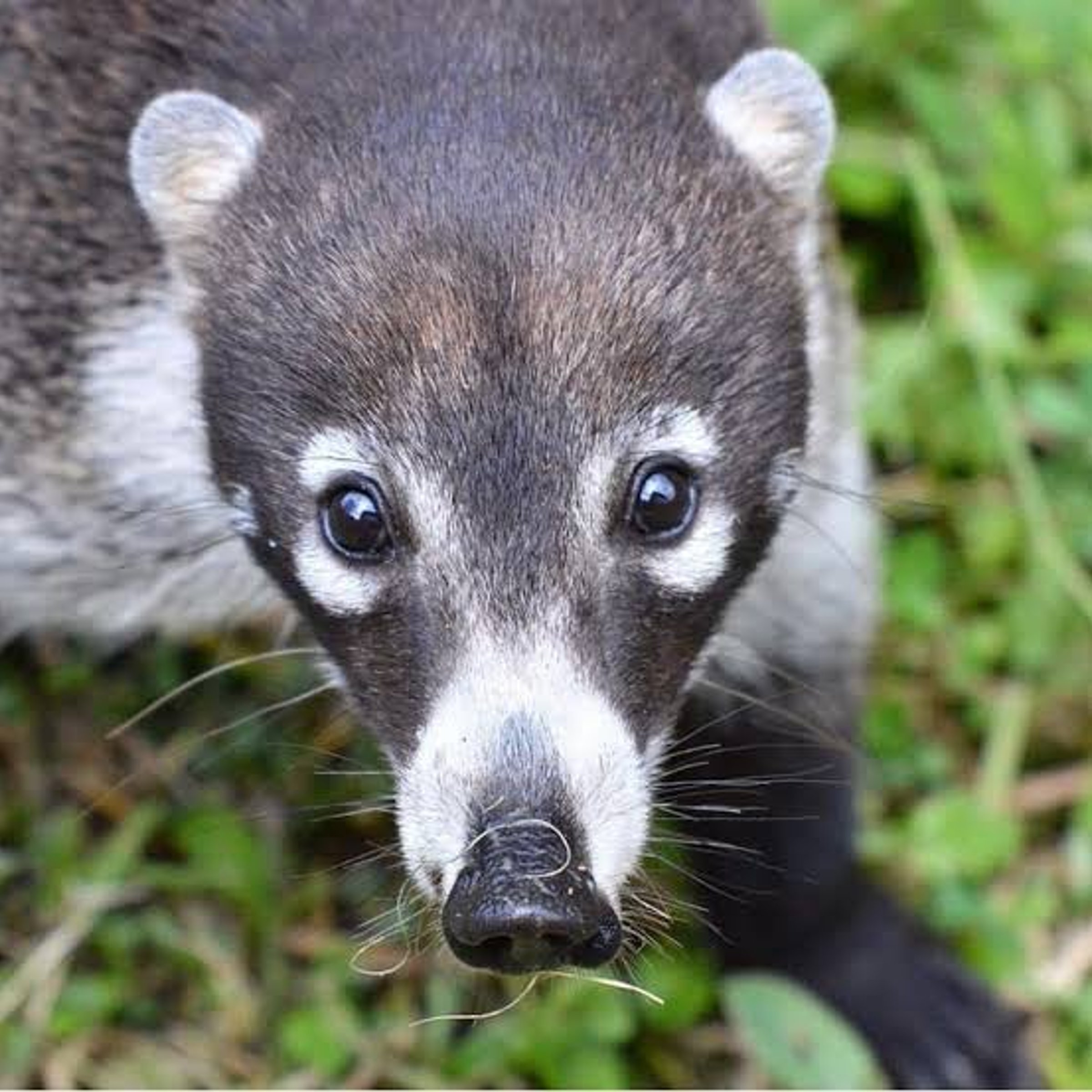 Raccoon relative — WaPo Crossword Answer