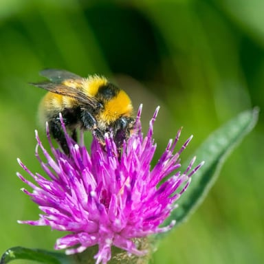 A striped bumblebee perched on a flower.