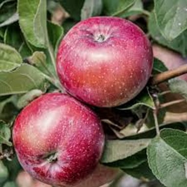 A red Spartan apple variety shown whole and sliced.