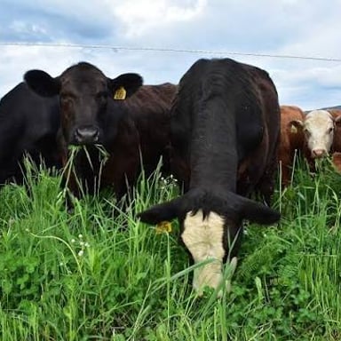 A cow feeding on grass in a pasture.