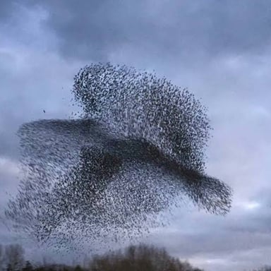 A large flock of starlings flying together in a shifting formation.