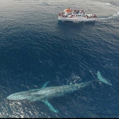 A very large animal shown beside people for scale.