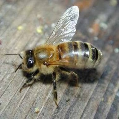 A close-up view of a bee, a familiar source of a low buzzing sound