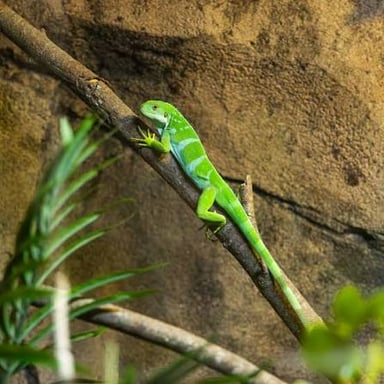 A green iguana perched on a branch in a tropical setting