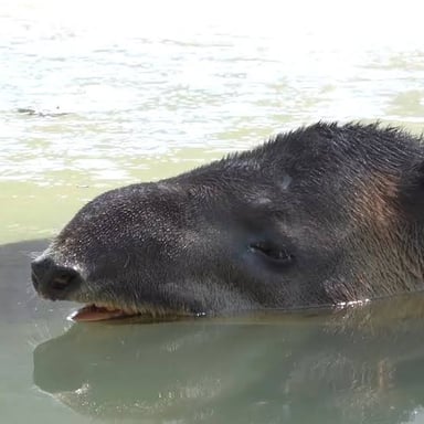 A tapir showing its short, tapered snout.