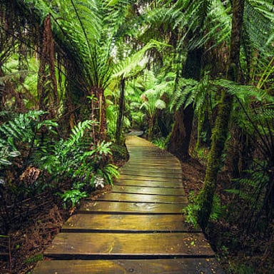 A landscape covered in dense green vegetation.