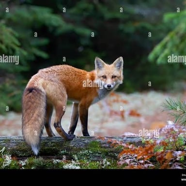 A red fox standing in woodland.