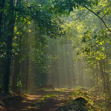 A landscape covered with trees.