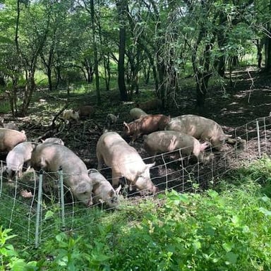 Farm animals gathered in a ranch pasture.