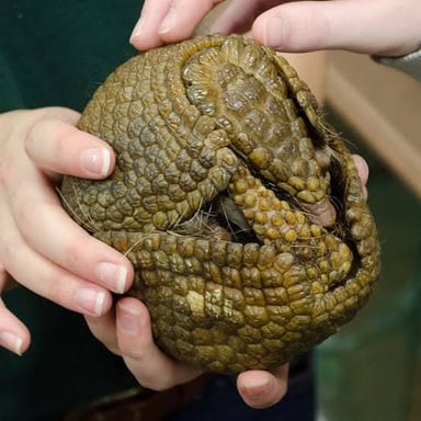 A nine-banded armadillo showing its hard, segmented shell.