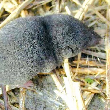 A shrew with a pointed snout foraging among leaves.