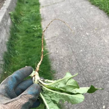 A weed being pulled from the soil with its roots attached.