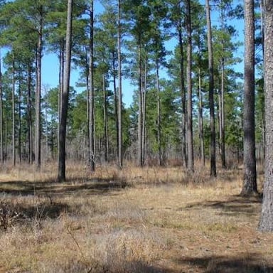 A low-lying forest ecosystem with widely spaced trees and flat terrain