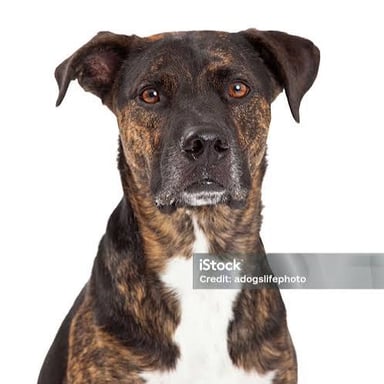 A close view of a dog’s brindled coat, with streaks of contrasting color.