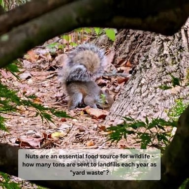 A squirrel placing food in a hiding place.