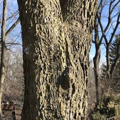 A tree trunk divided by a deep vertical split.