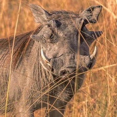 An African warthog showing its prominent tusks in a grassland setting.