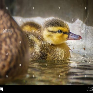 A duckling covered in soft, fluffy down feathers.