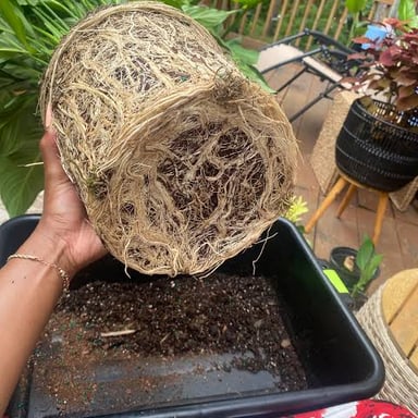 A plant lifted with its roots and surrounding soil intact.