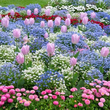 Flowers blooming during spring.