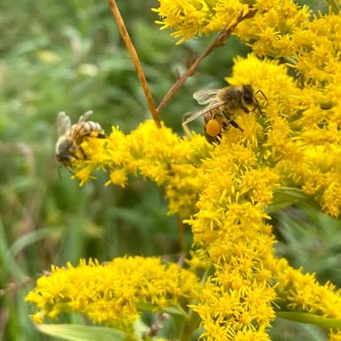 Yellow goldenrod flowers representing Kentucky’s state flower