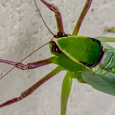 A green katydid resting on a leaf.